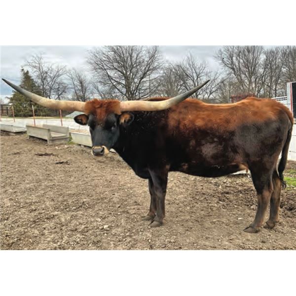 DG Magnum's Gemstone