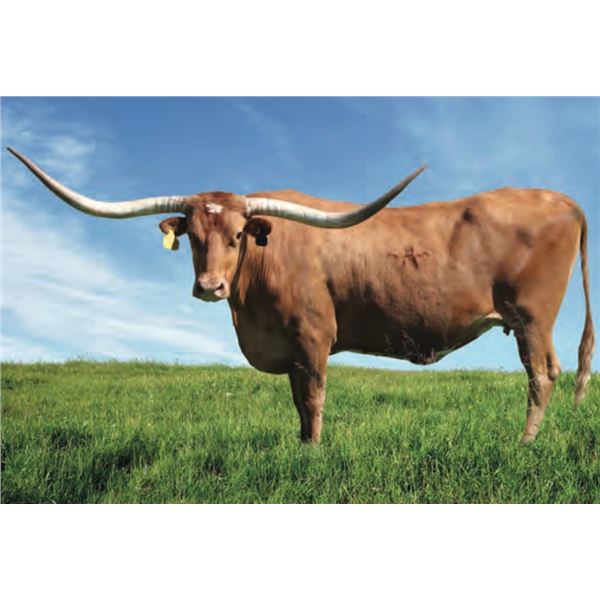 HUBBELLS RIO FANTOM 23