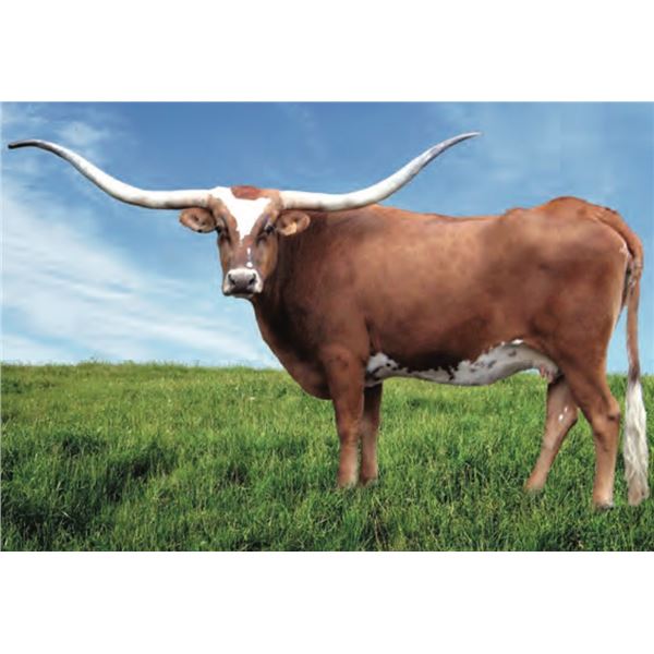 M Arrow Feisty Kelly