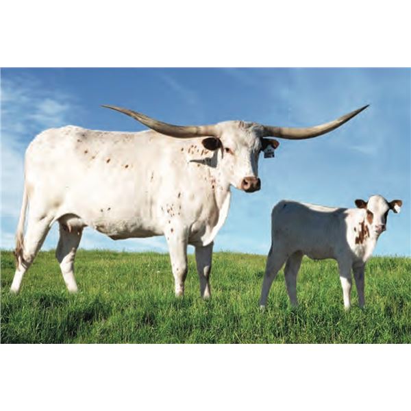 RJF CASANOVA CHILL'N