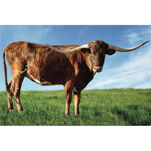 SR Clout's Rubeola 8102