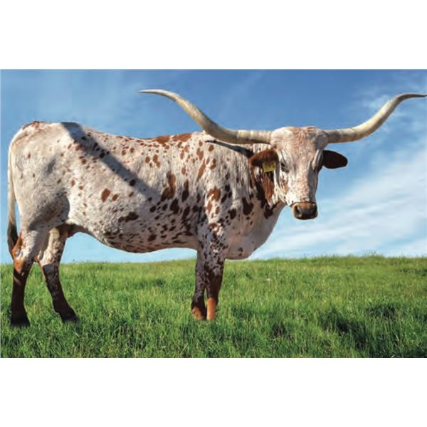 LAR Edge of Glory 2512