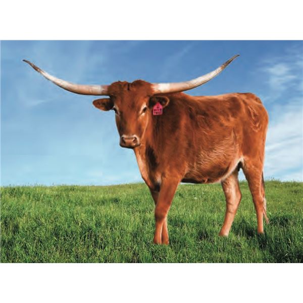 DH WATCH ME TWIST 01