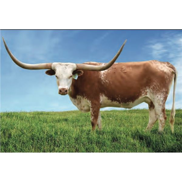 GLR TSUNAMI'S TOPLINE