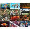 Image 2 : Animals - Birds -Parrots Approx. 250 Cards