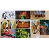 Image 8 : Animals - Birds -Parrots Approx. 250 Cards