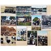 Image 2 : Animals - Birds - Ostriches 160+ Cards