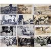 Image 2 : Animals - Real Photo Donkey Postcards 27