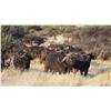 Image 2 : J.P. KLEINHANS: 7-Day Cape Buffalo Hunt for One Hunter and One Non-Hunter in South Africa - Includes