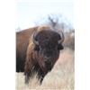 Image 2 : CHAMPION RANCH: 3-Day/2-Night American Bison Historic Rifle Hunt for One Hunter in Texas - Includes