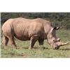 Image 2 : INKULU: 9-Day White Rhino Hunt for One Hunter and One Non-Hunter in South Africa - Includes Trophy F