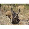 Image 2 : NORTHERN OPERATIONS: 13-Day Lord Derby Eland Hunt for One Hunter in Cameroon - Includes Trophy Fee