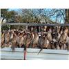 Image 2 : GAME HUNTING IRELAND: 3-Day/4-Night "Winging It to Ireland" Bird Hunt for Two Hunters and Two Non-Hu