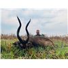 Image 2 : FICO VIDALE: 12-Day Buffalo and Sitatunga Hunt for One Hunter and One Non-Hunter in Zambia - Include