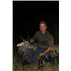 Image 2 : HOLT CAT: 3-Day/2-Night Nilgai Bull Hunt for Two Hunters and Two Non-Hunters at the King Ranch in Te