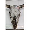 Image 2 : A bull skull