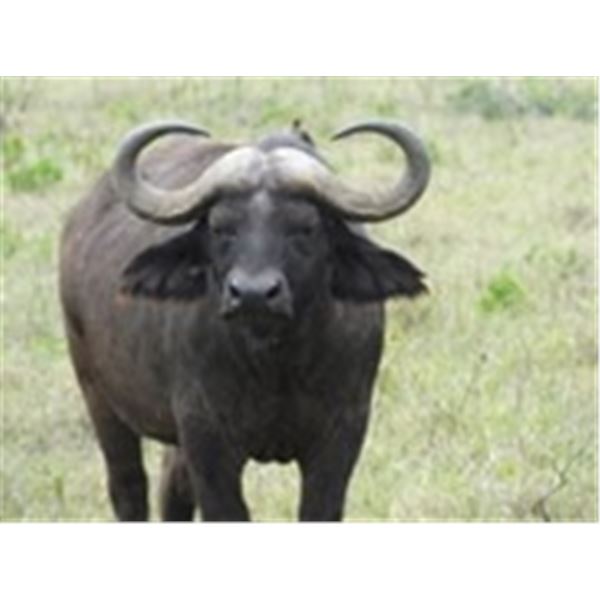 Vos & Co Safaris CAPE BUFFALO HUNT