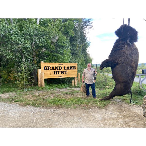 Trophy Bull American Bison