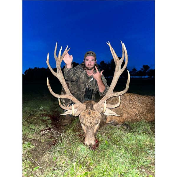 Maine Trophy Red Stag