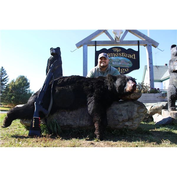 Maine Bear Hunt With Hounds!