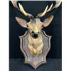 Image 2 : Mounted Stag Wallhanger Plaque-Plastic, Made In France