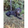 Image 1 : AKC Female Labrador Puppy -  MUST PICK UP PUPPY IN PERSON (NO SHIPPING)