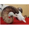Image 2 : Kevin Neil bighorn sheep replica