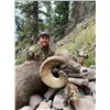 Image 3 : Kevin Neil bighorn sheep replica