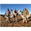 Image 3 : Texas Sandhill Crane Hunt for 6 Hunters