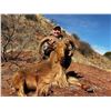 Image 1 : West Texas Aoudad Hunt for Two Hunters