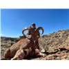 Image 2 : West Texas Aoudad Hunt for Two Hunters