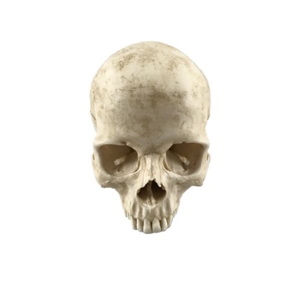 Django Unchained Calvin Candie (Leonardo DiCaprio) Screen Used Skull Movie Props