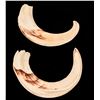 Image 2 : Javelina Tusks, 2 [163279]