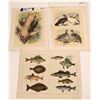 Image 1 : Studer Ornithology and Histiore Naturelle Prints [139520]