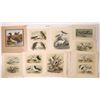 Image 3 : Bird Artwork and Prints; 19th-20th Century [146588]