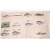 Image 1 : Fish Prints Collection of Early Original Natural History Plates (24 Prints) [140722]
