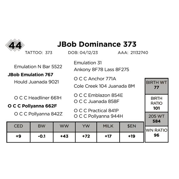JBob Dominance 373