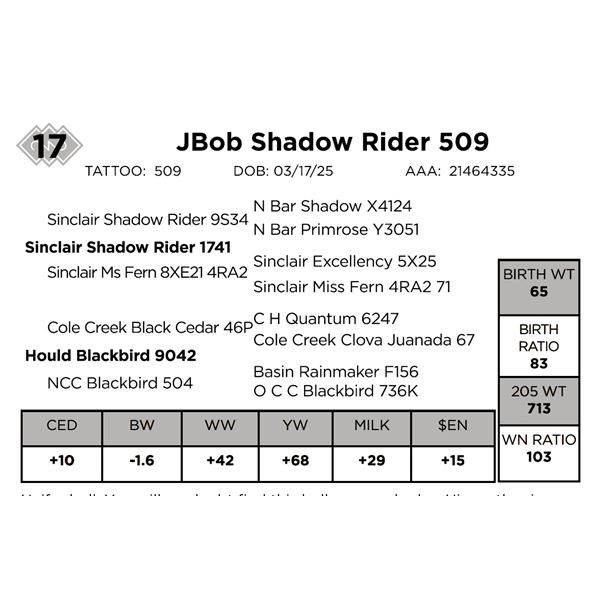 JBob Shadow Rider 509