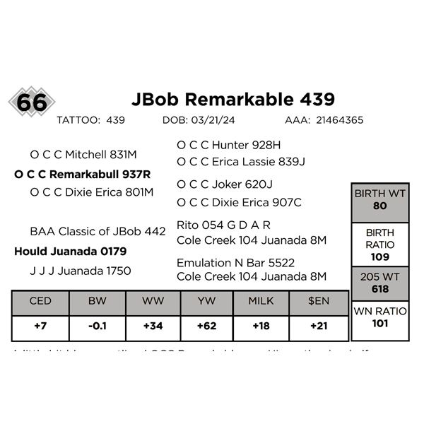 JBob Remarkable 439