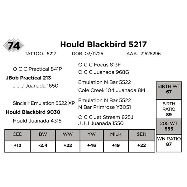 Hould Blackbird 5217