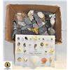 Image 1 : ROCKS/ SHELLS- BOX LOT