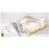 Image 1 : 2 LARGE CONCH SHELLS