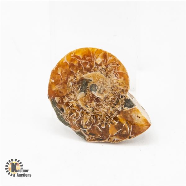 GENUINE AMMONITE SPECIMEN 6.7 GRAMS