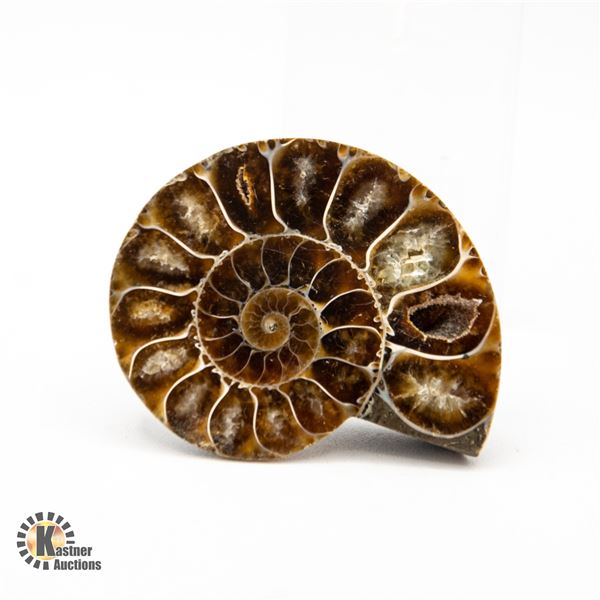 GENUINE AMMONITE SPECIMEN 25.0 GRAMS