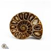 Image 1 : GENUINE AMMONITE SPECIMEN 25.0 GRAMS