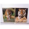 Image 1 : (2) Framed Tiger Pictures (frames are loose)