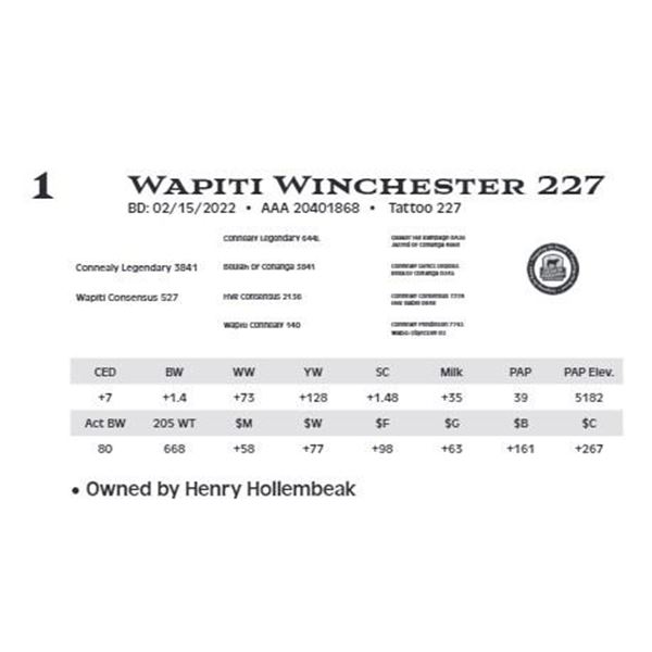 Lot 1 - Wapiti Winchester 227