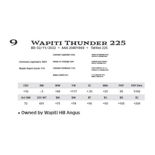 Lot 9 - Wapiti Thunder 225