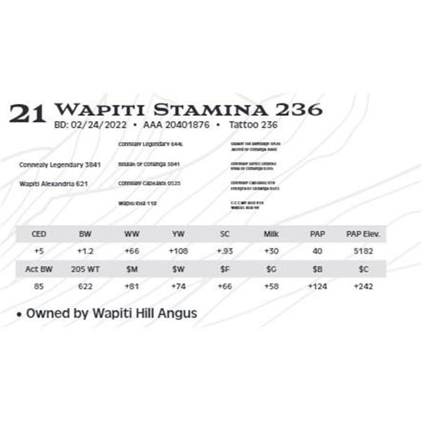 Lot 21 - Wapiti Stamina 236