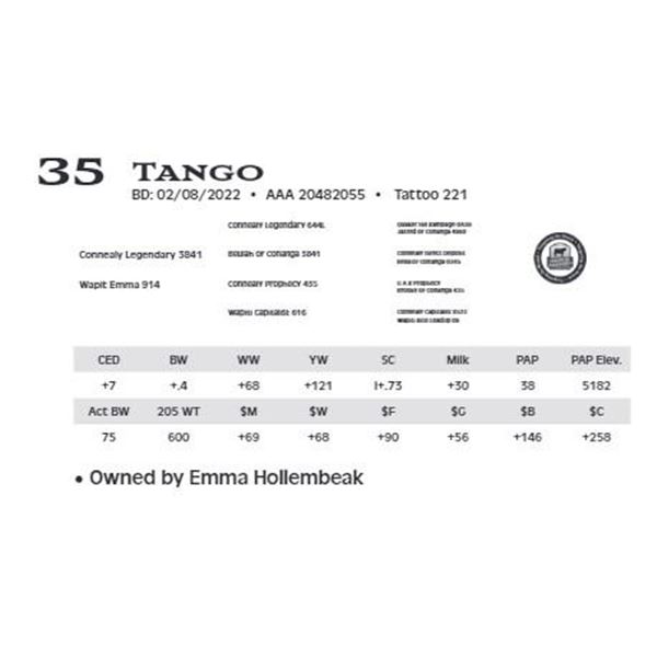 Lot 35 - Tango